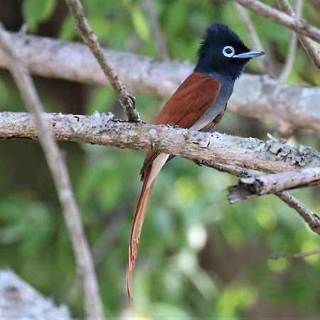 Birds Babble Self Catering Otel Mbombela Dış mekan fotoğraf