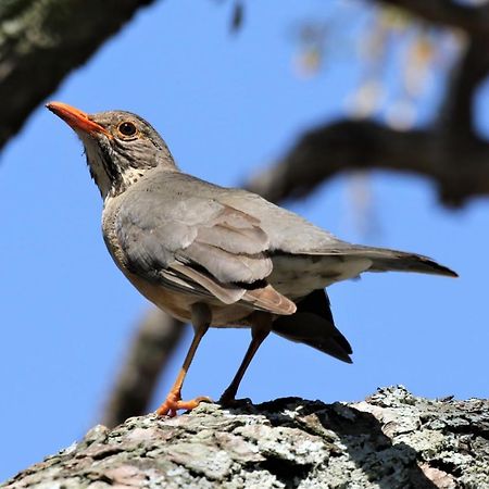 Birds Babble Self Catering Otel Mbombela Dış mekan fotoğraf