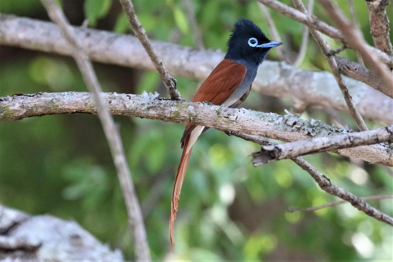 Birds Babble Self Catering Otel Mbombela Dış mekan fotoğraf