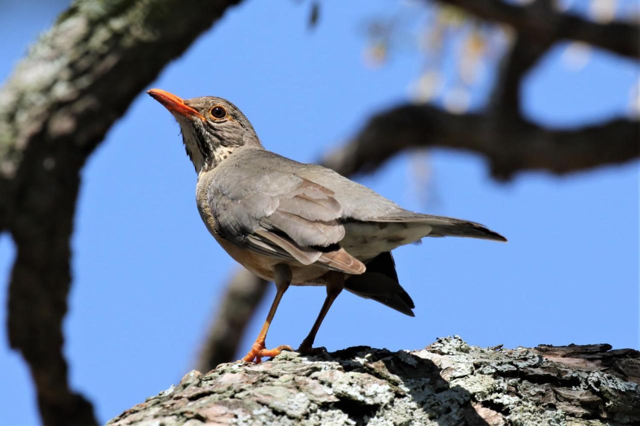 Birds Babble Self Catering Otel Mbombela Dış mekan fotoğraf