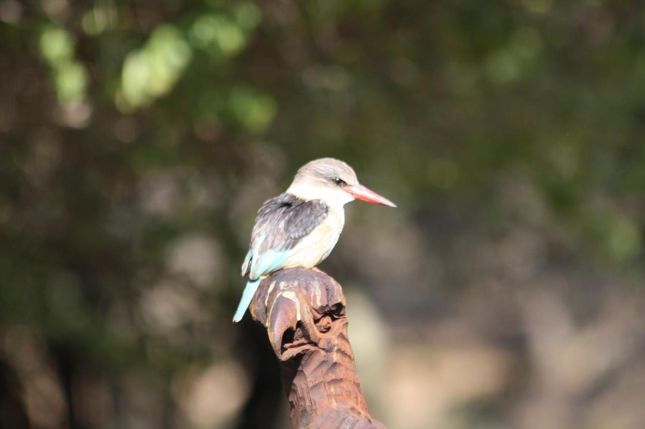 Birds Babble Self Catering Otel Mbombela Dış mekan fotoğraf